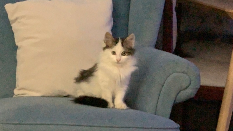 Tekir Kedi, Kedi  Üç kedim var. Minnie, Alaca ve Lokum. fotoğrafı