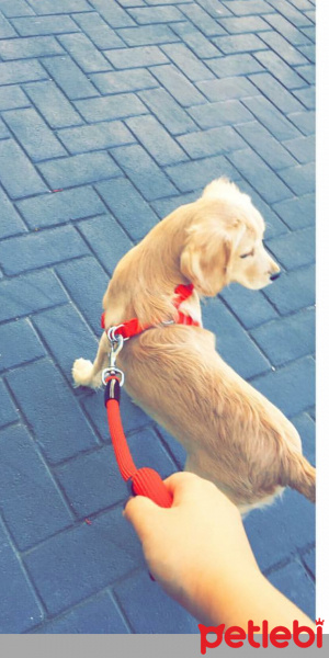 Golden Retriever, Köpek  Alex fotoğrafı
