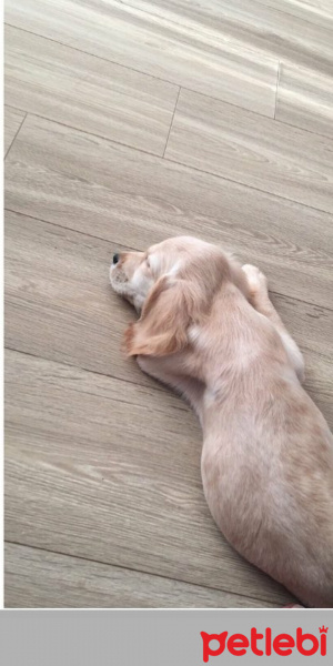 Golden Retriever, Köpek  Alex fotoğrafı