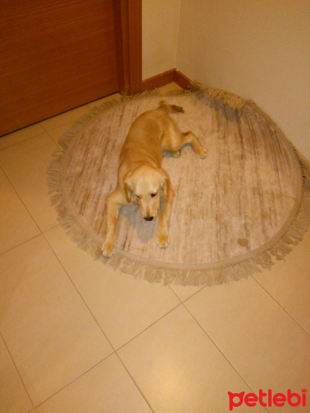 Golden Retriever, Köpek  Alex fotoğrafı