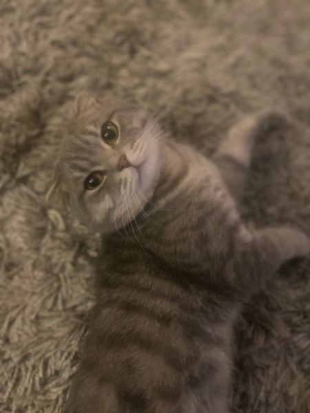 Scottish Fold, Kedi  Papyon fotoğrafı