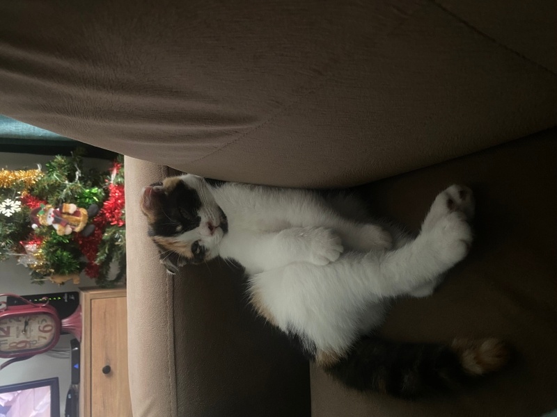 Scottish Fold, Kedi  Bella fotoğrafı