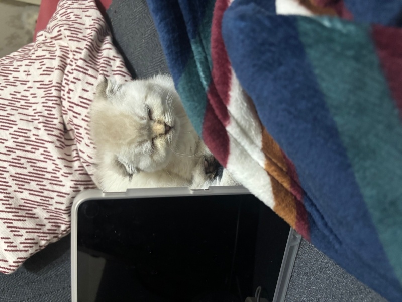 Scottish Fold, Kedi  Ayı surat fotoğrafı