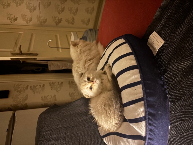 Scottish Fold, Kedi  Ayı surat fotoğrafı