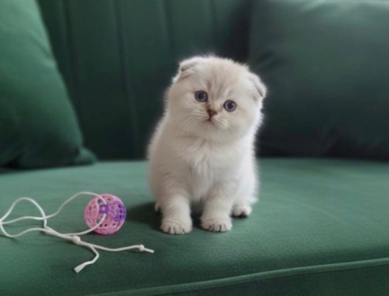 Scottish Fold, Kedi  Ayı surat fotoğrafı