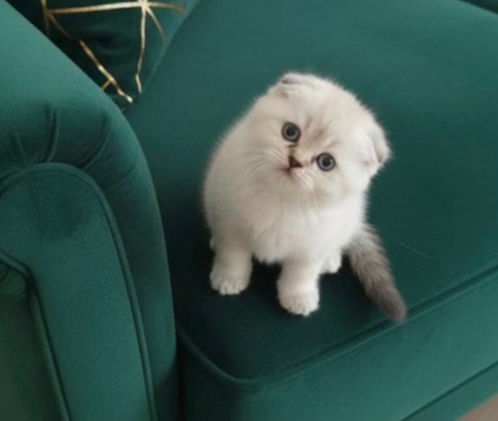 Scottish Fold, Kedi  Ayı surat fotoğrafı