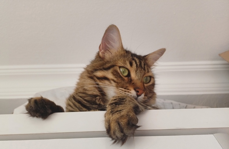 Norwegian Forest, Kedi  Kuki fotoğrafı