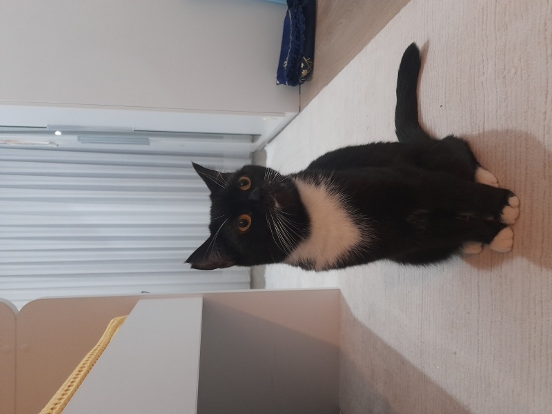 Tekir Kedi, Kedi  Mia fotoğrafı