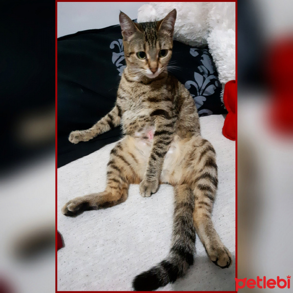 Tekir Kedi, Kedi  Leo fotoğrafı