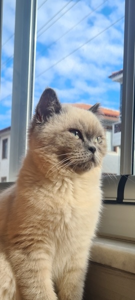 Siyam Kedisi, Kedi  Latte fotoğrafı