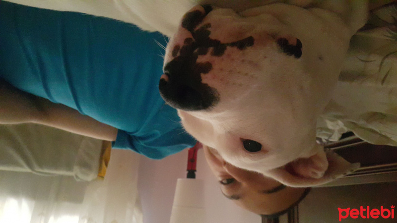 Dogo Arjantin, Köpek  Rita fotoğrafı
