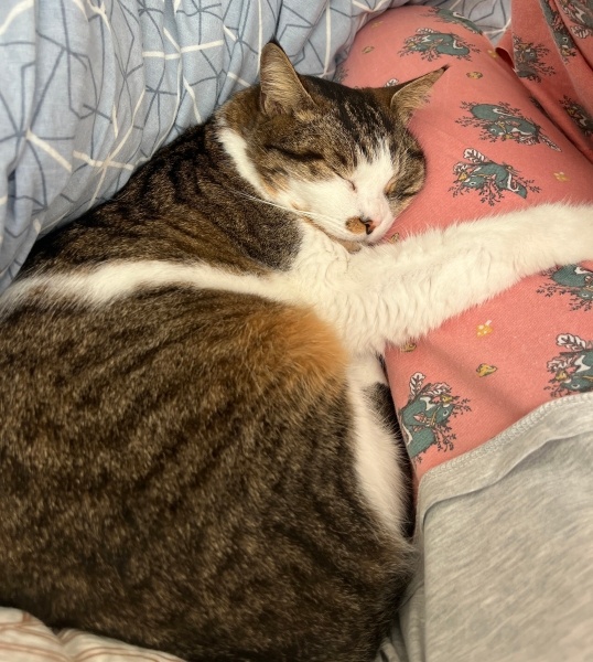 Tekir Kedi, Kedi  Arya fotoğrafı