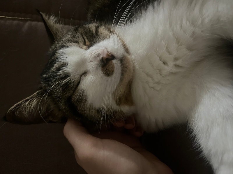 Tekir Kedi, Kedi  Arya fotoğrafı