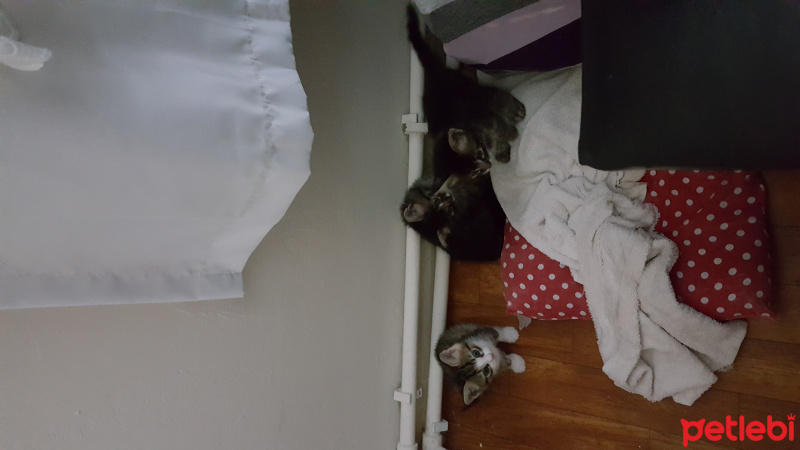 Tekir Kedi, Kedi  Mimi fotoğrafı
