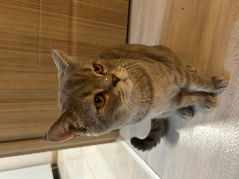 British Shorthair, Kedi  Kuki fotoğrafı