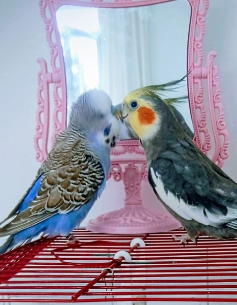 Muhabbet Kuşu, Kuş  Kurabiye fotoğrafı