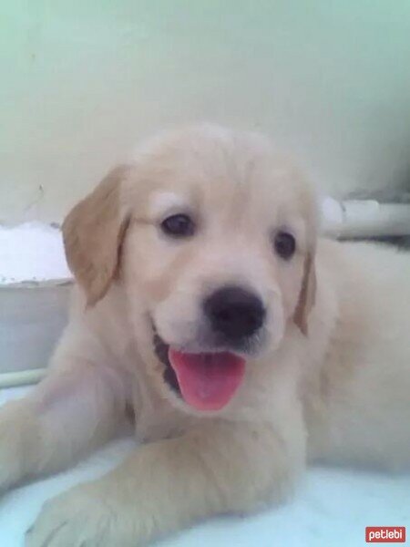 Golden Retriever, Köpek  layla fotoğrafı