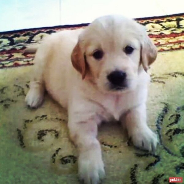 Golden Retriever, Köpek  layla fotoğrafı