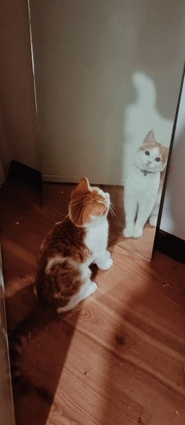 Sarman, Kedi  Omlet fotoğrafı