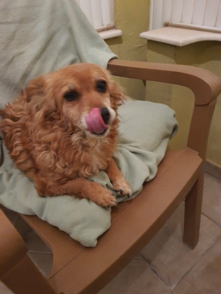 Poodle (Minyatür Kaniş), Köpek  Kuki fotoğrafı