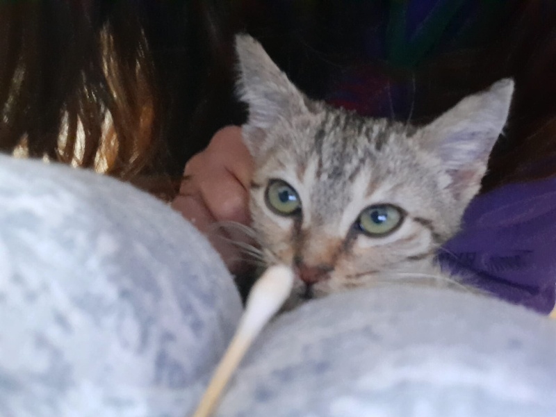 Tekir Kedi, Kedi  Gece fotoğrafı