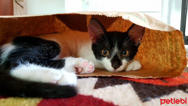 Tekir Kedi, Kedi  Paşa  fotoğrafı