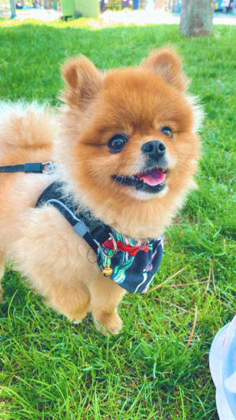 Pomeranyalı, Köpek  Rio fotoğrafı