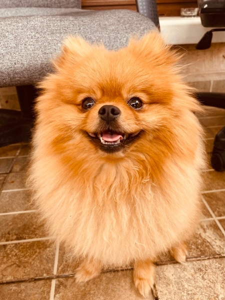 Pomeranyalı, Köpek  Rio fotoğrafı
