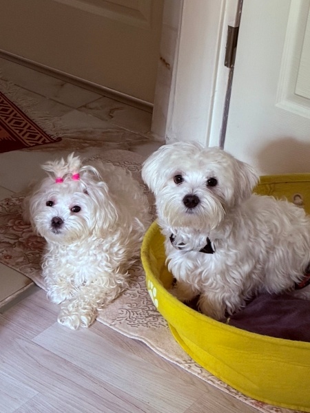 Maltese, Köpek  Mila fotoğrafı