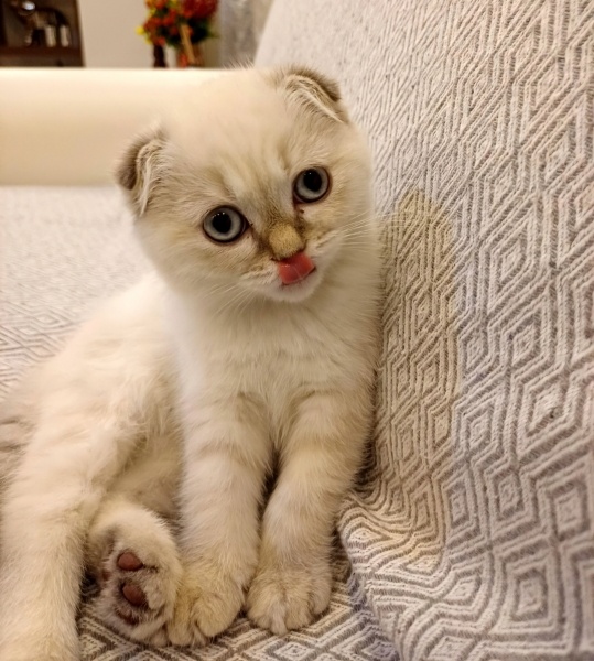 Scottish Fold, Kedi  Oscar fotoğrafı