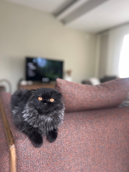 British Longhair, Kedi  pablo fotoğrafı