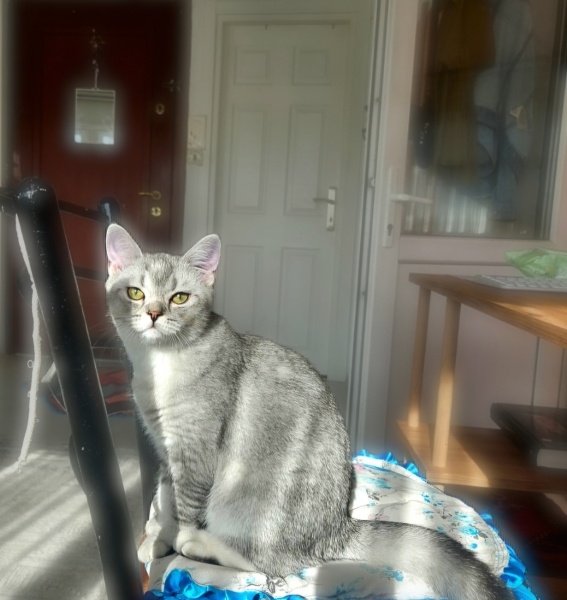 British Shorthair, Kedi  Boncuk fotoğrafı