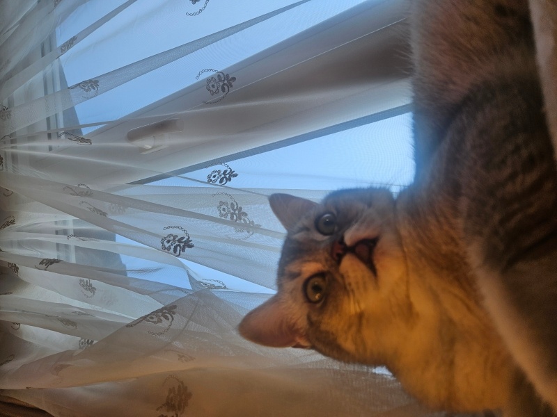 British Shorthair, Kedi  Boncuk fotoğrafı