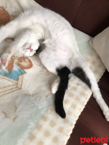 Ankara Kedisi, Kedi  Pıtırcık fotoğrafı