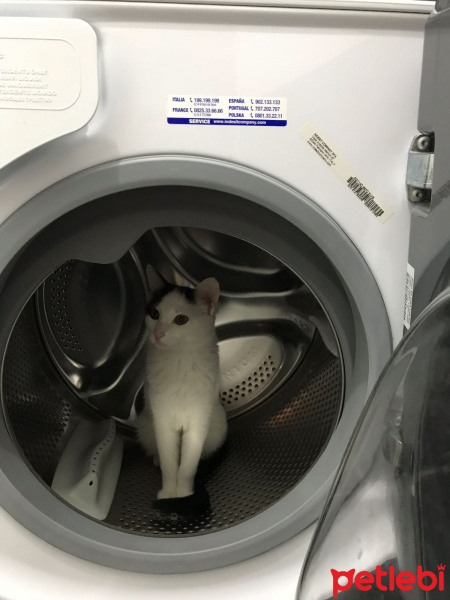 Ankara Kedisi, Kedi  Pıtırcık fotoğrafı