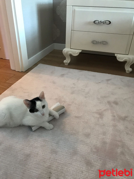 Ankara Kedisi, Kedi  Pıtırcık fotoğrafı