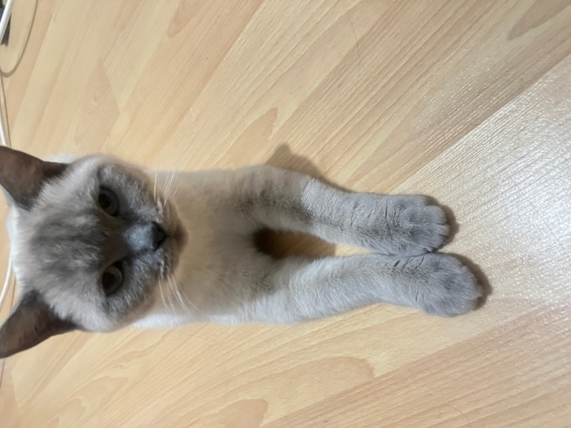 Brazilian Shorthair, Kedi  Şila fotoğrafı