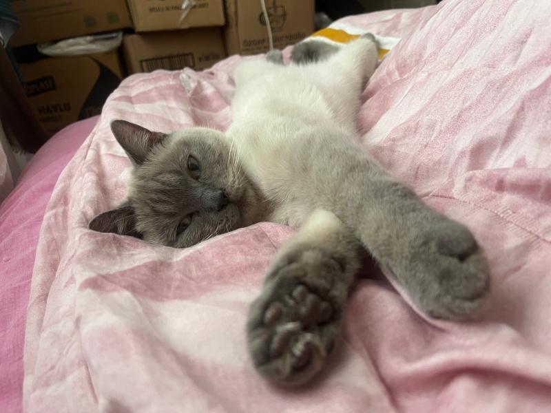 Brazilian Shorthair, Kedi  Şila fotoğrafı