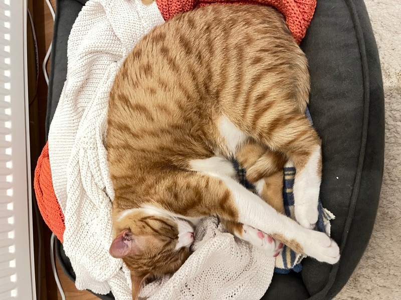 Sarman, Kedi  Balım fotoğrafı