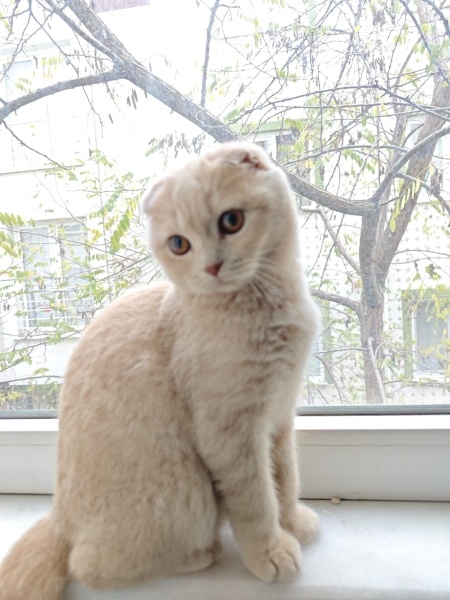 Scottish Fold, Kedi  4 aylık leo yu sahiplendirmek istiyoruz fotoğrafı
