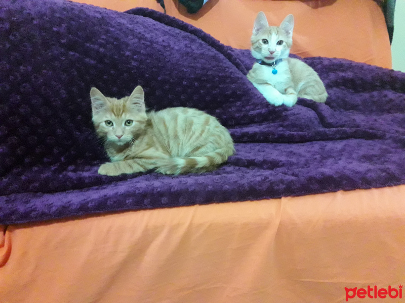 Tekir Kedi, Kedi  Mincir fotoğrafı
