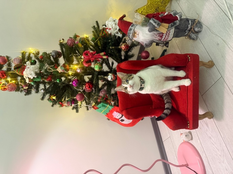 Tekir Kedi, Kedi  Pars fotoğrafı