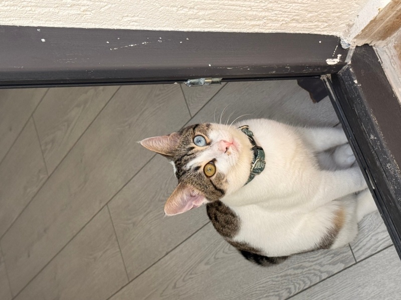 Tekir Kedi, Kedi  Pars fotoğrafı