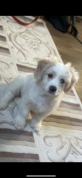 Maltese, Köpek  2,5 Aylık Erkek Maltipoo Yavru fotoğrafı