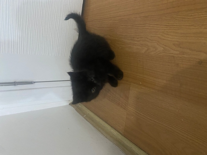 Tekir Kedi, Kedi  Gece fotoğrafı