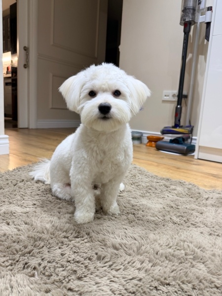 Maltese, Köpek  Pascal fotoğrafı