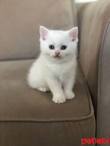 Scottish Fold, Kedi  Yumak fotoğrafı