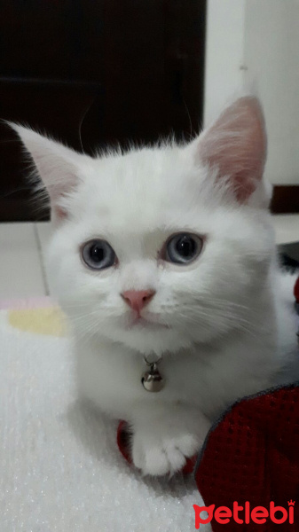 Scottish Fold, Kedi  Yumak fotoğrafı