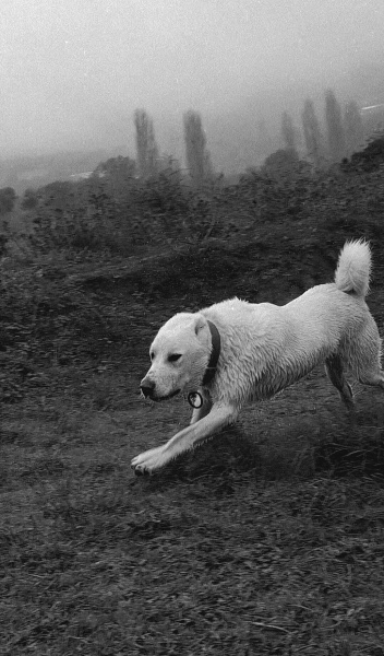 Akbaş, Köpek  Paşa fotoğrafı