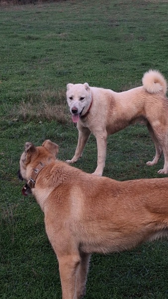 Akbaş, Köpek  Paşa fotoğrafı